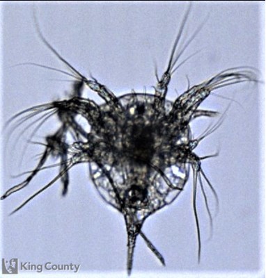 Photo of Cirripedia: larval stages